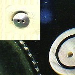 1464.20 BOTTONI MADREPERLA COLORATA