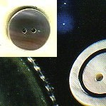 1464.36 BOTTONI MADREPERLA COLORATA