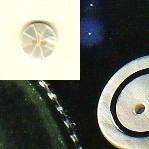 3413 lin.18 BOTTONI MADREPERLA (24)