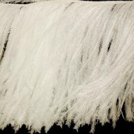 PIUME FRANGIA STRUZZO 12-13 cm (5)