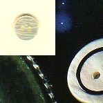 2945 lin.20 BOTTONI MADREPERLA (24)