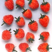 FRAGOLA ZUCCHERATA 35mm (20)