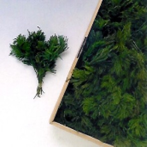 MUSCHIO ERICA g 25 VERDE CHIARO