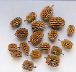 CASUARINA g 90 NATURALE
