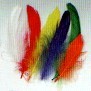 PIUME GALLINA COLORATE 20pz